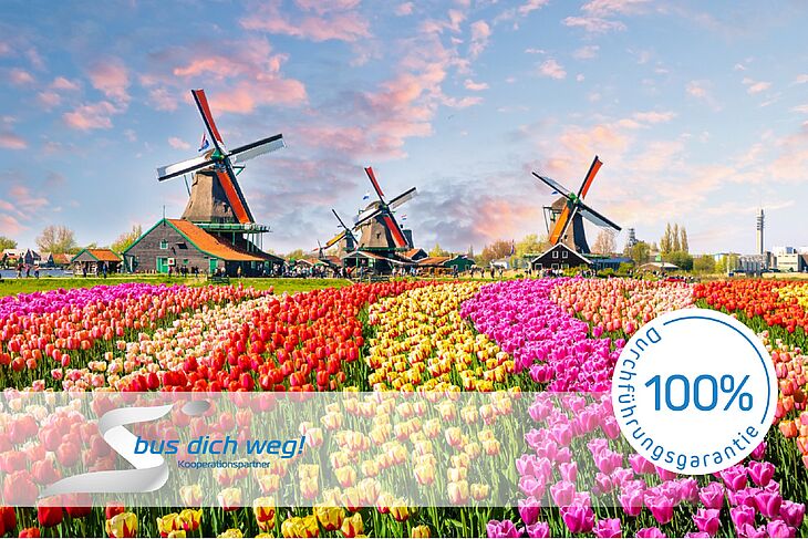 Bild 1: Tulpenblüte in Holland